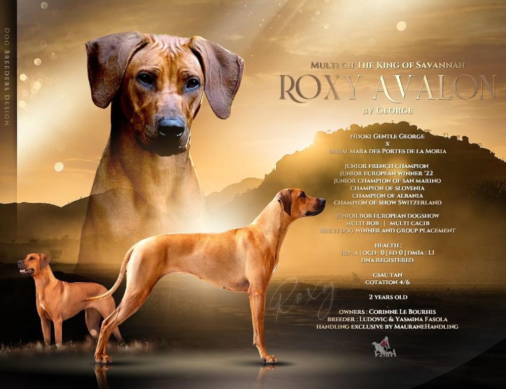 CH. The king of savannah Roxy avalon by george