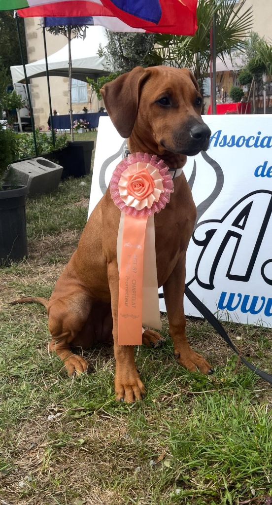 Nzara Yeshumba Aska shani kukwana by zuwa