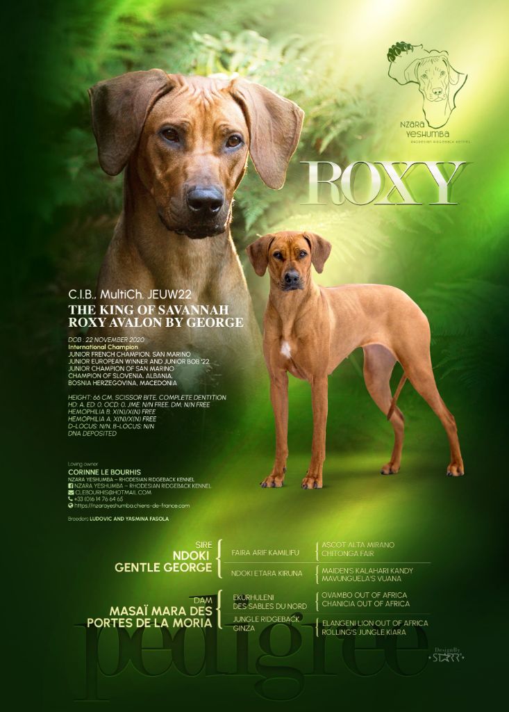 Nzara Yeshumba - Rhodesian Ridgeback European Magazin