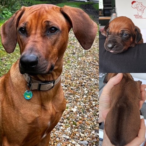 Les bébés de Roxy à 1 an