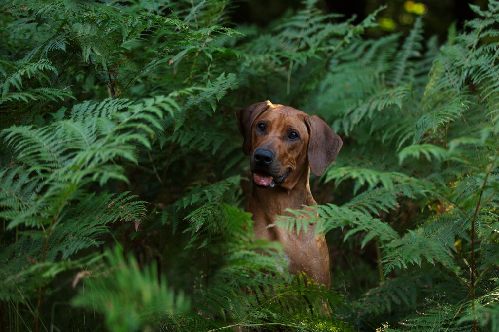 Roxy - jeune adulte