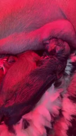 Les bébés de Roxy 