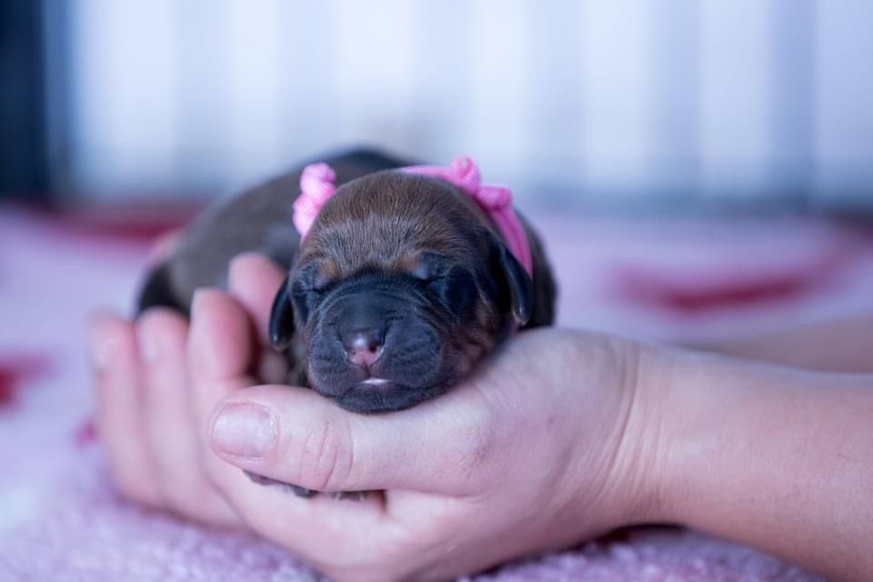 Roxy - bébé