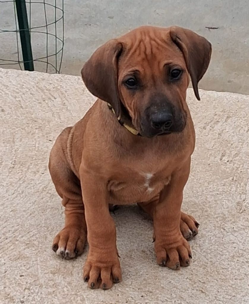 Nzara Yeshumba - Chiots disponibles - Rhodesian Ridgeback